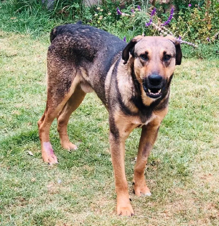 peru animal rescue centre rescued dog