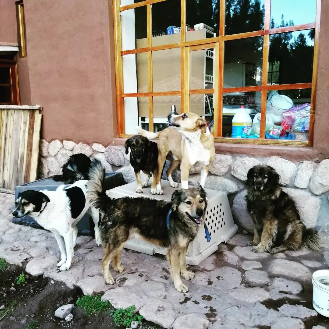 Peru animal rescue centre - street dogs relaxing